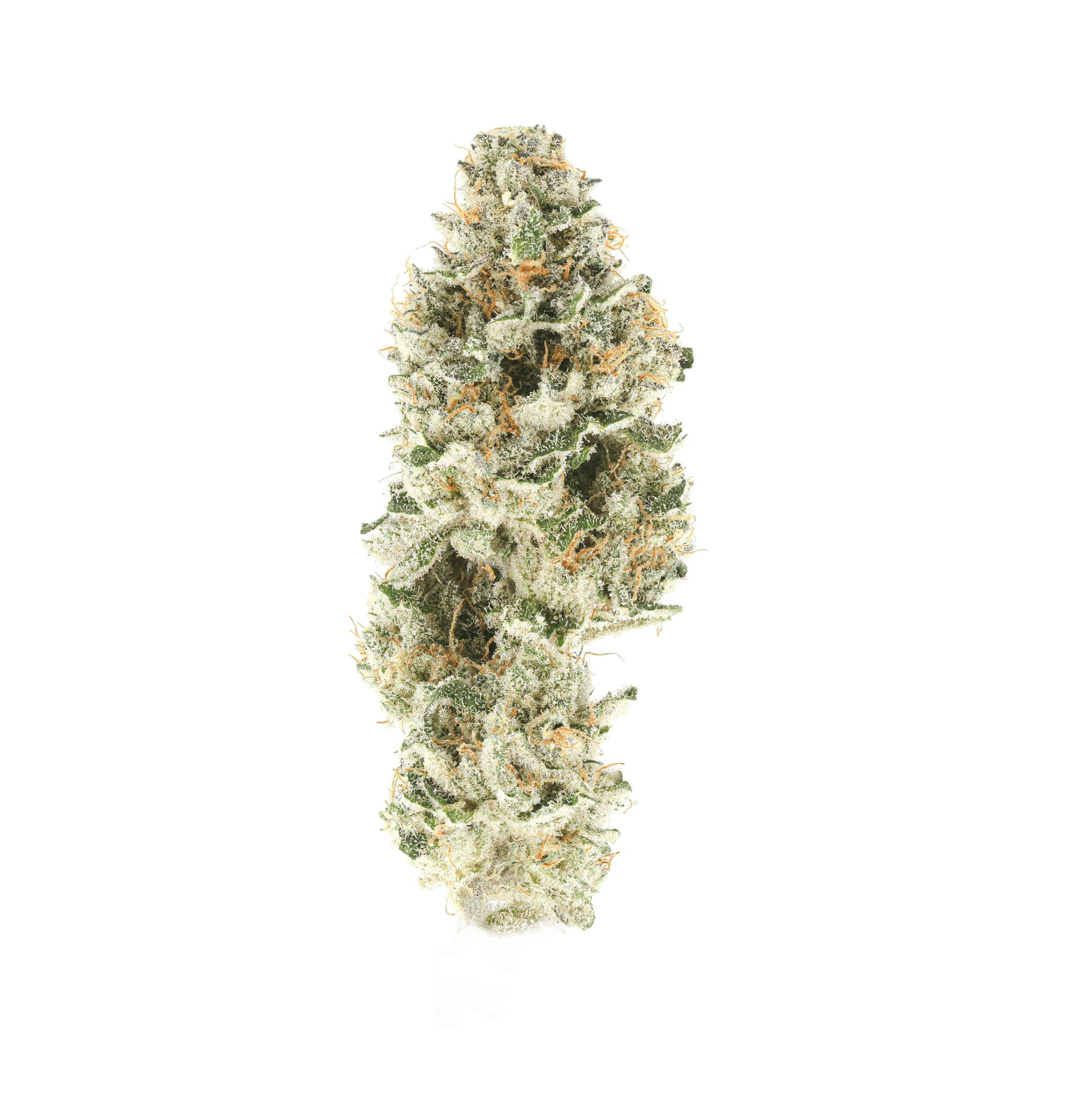 Amalfi Lemon