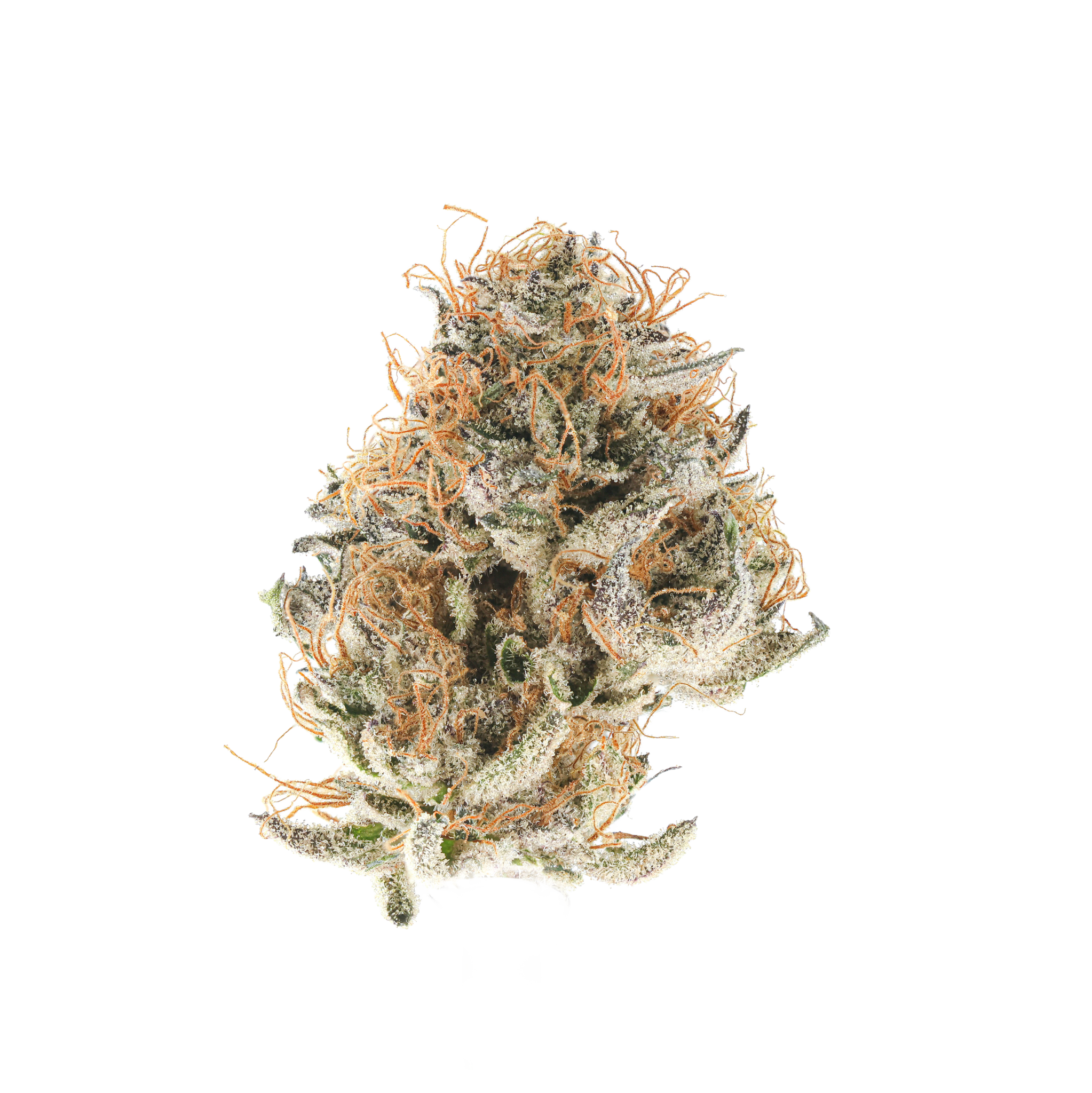 Blue Champagne
