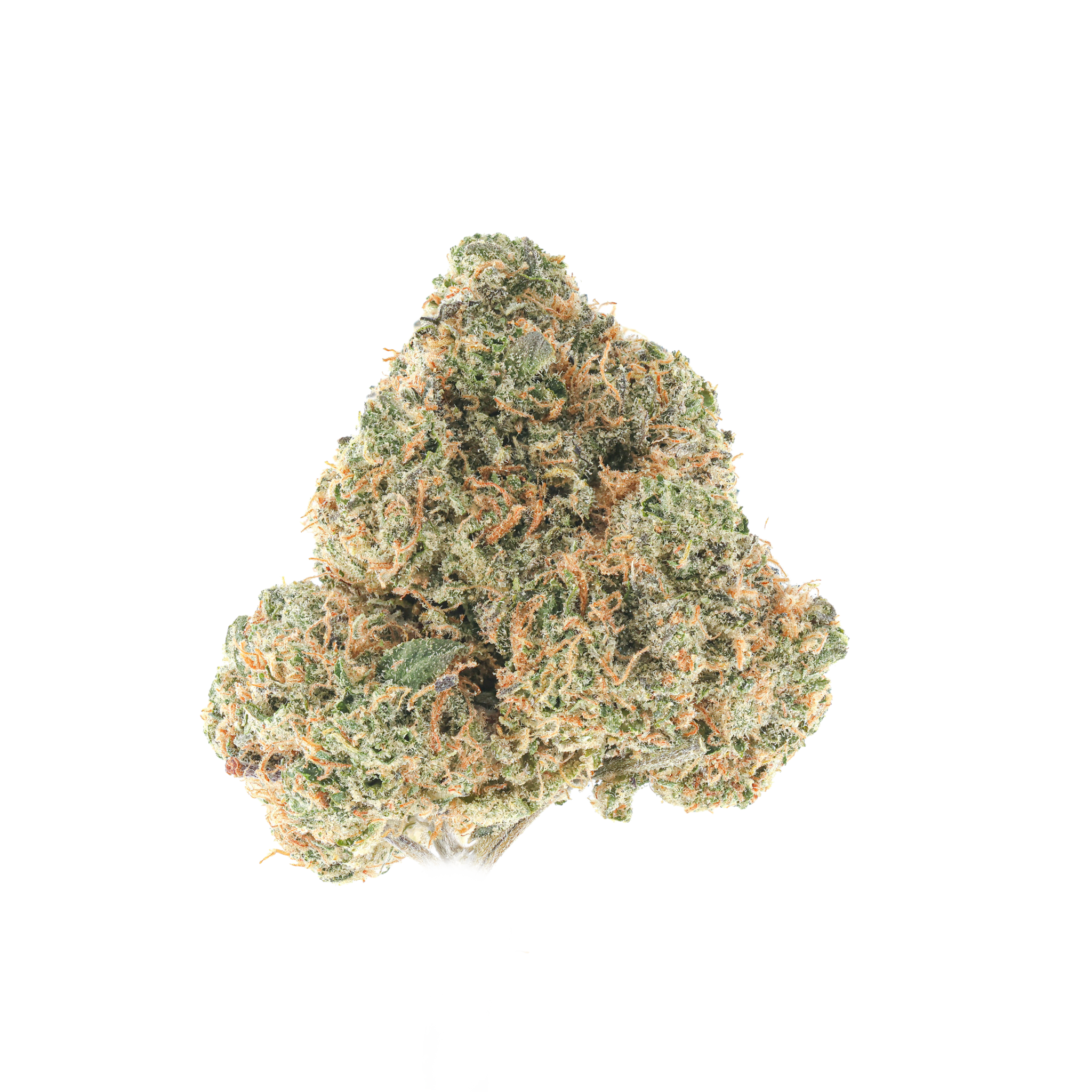 Blue Zoyard