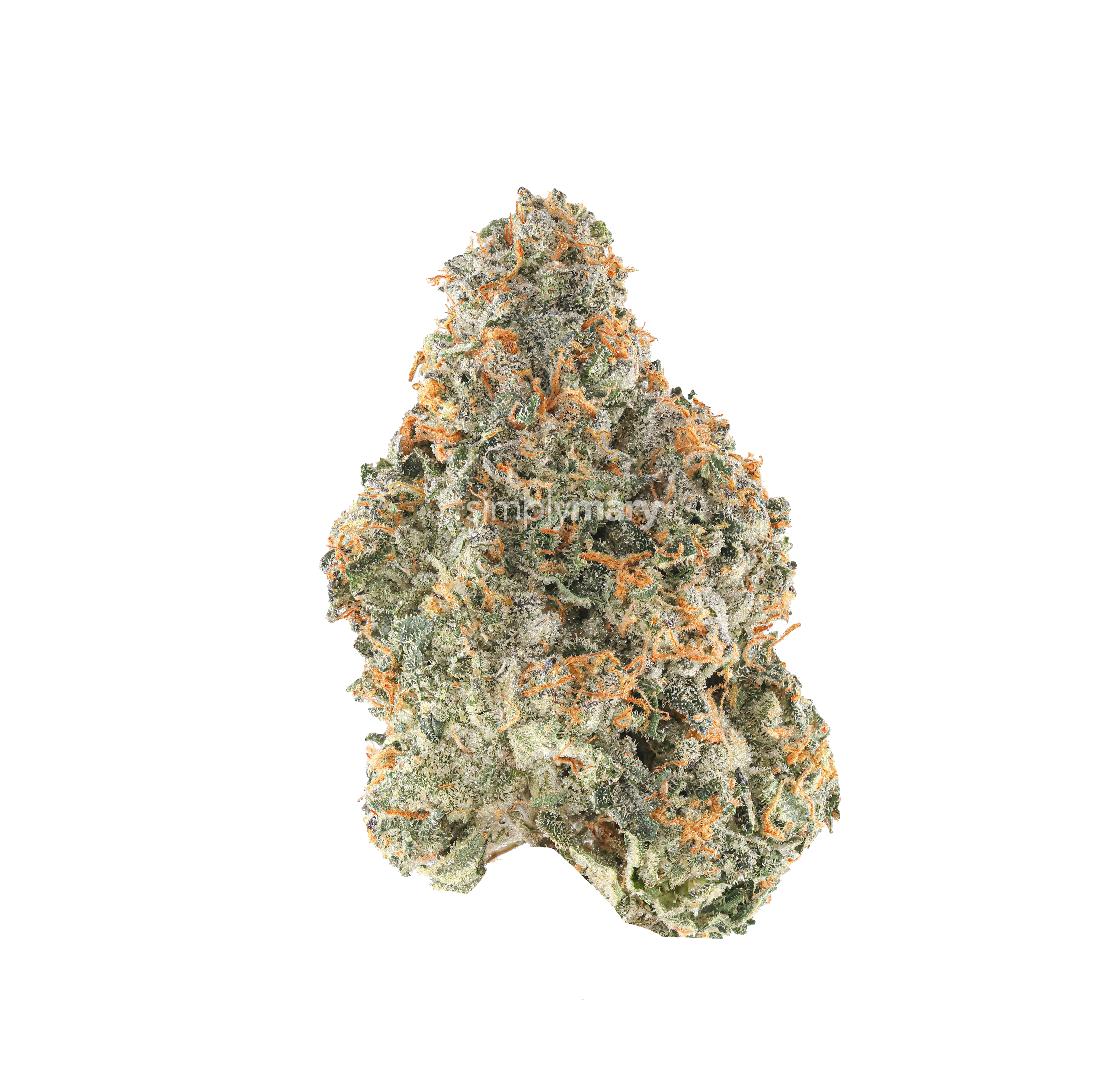 Gelato 41