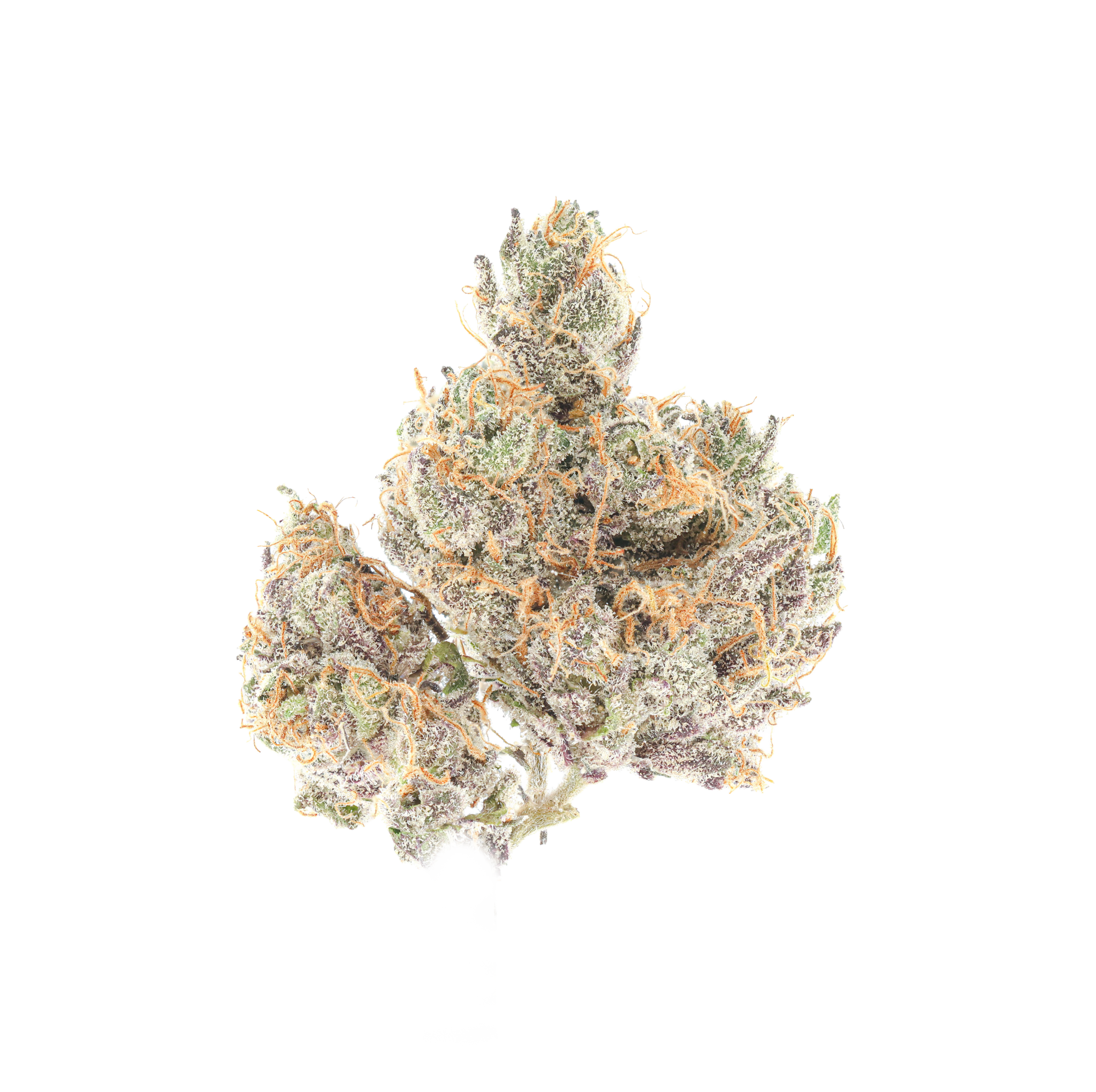 Gtopia