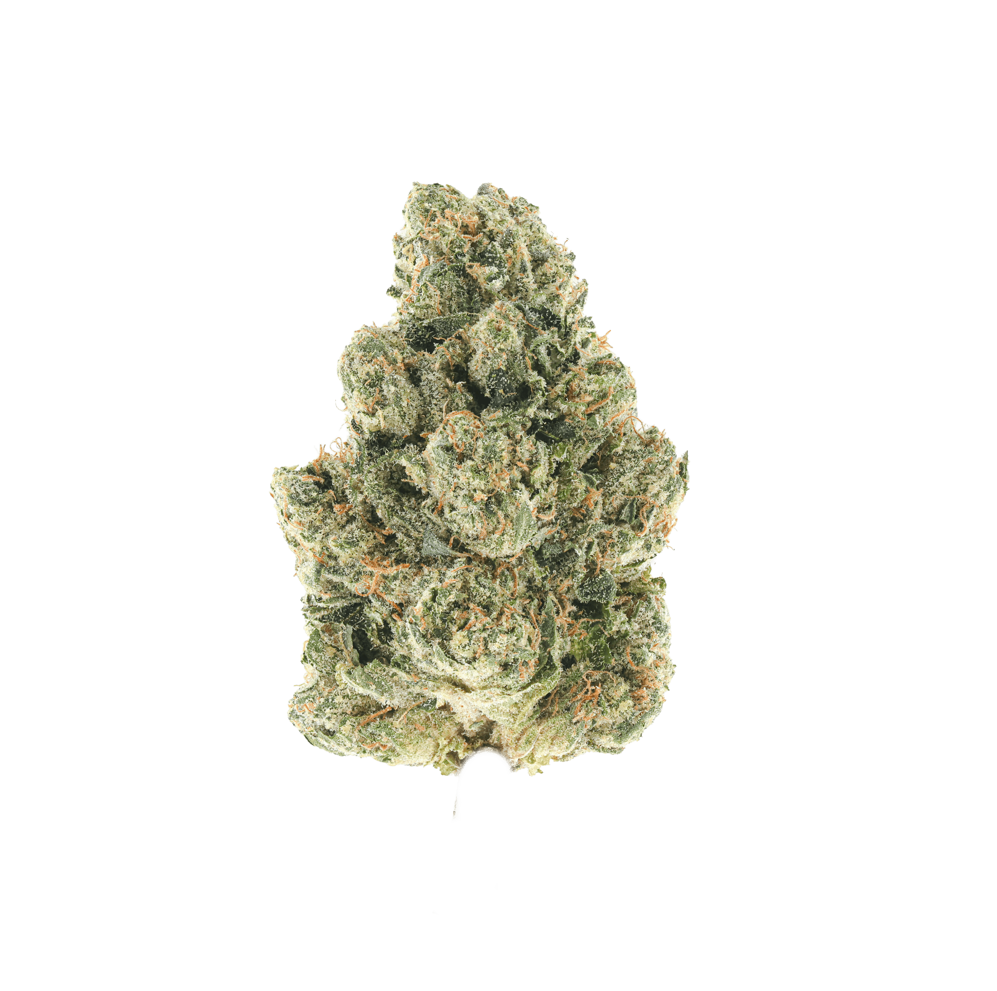 Kami Kush