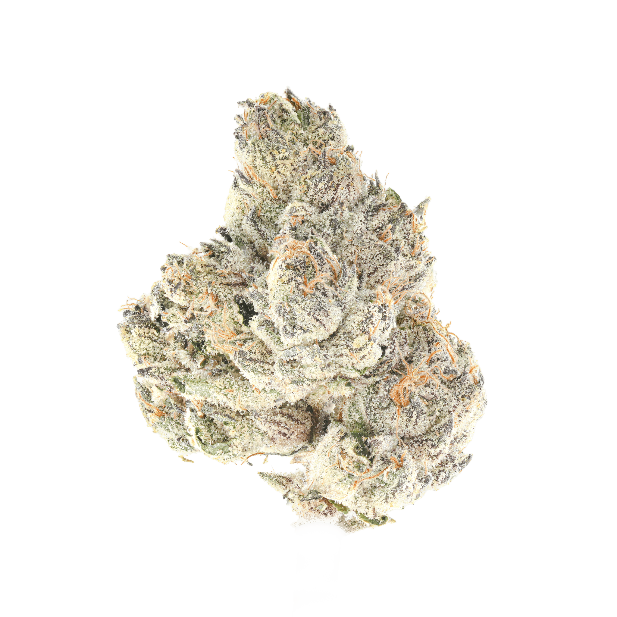 Meduza