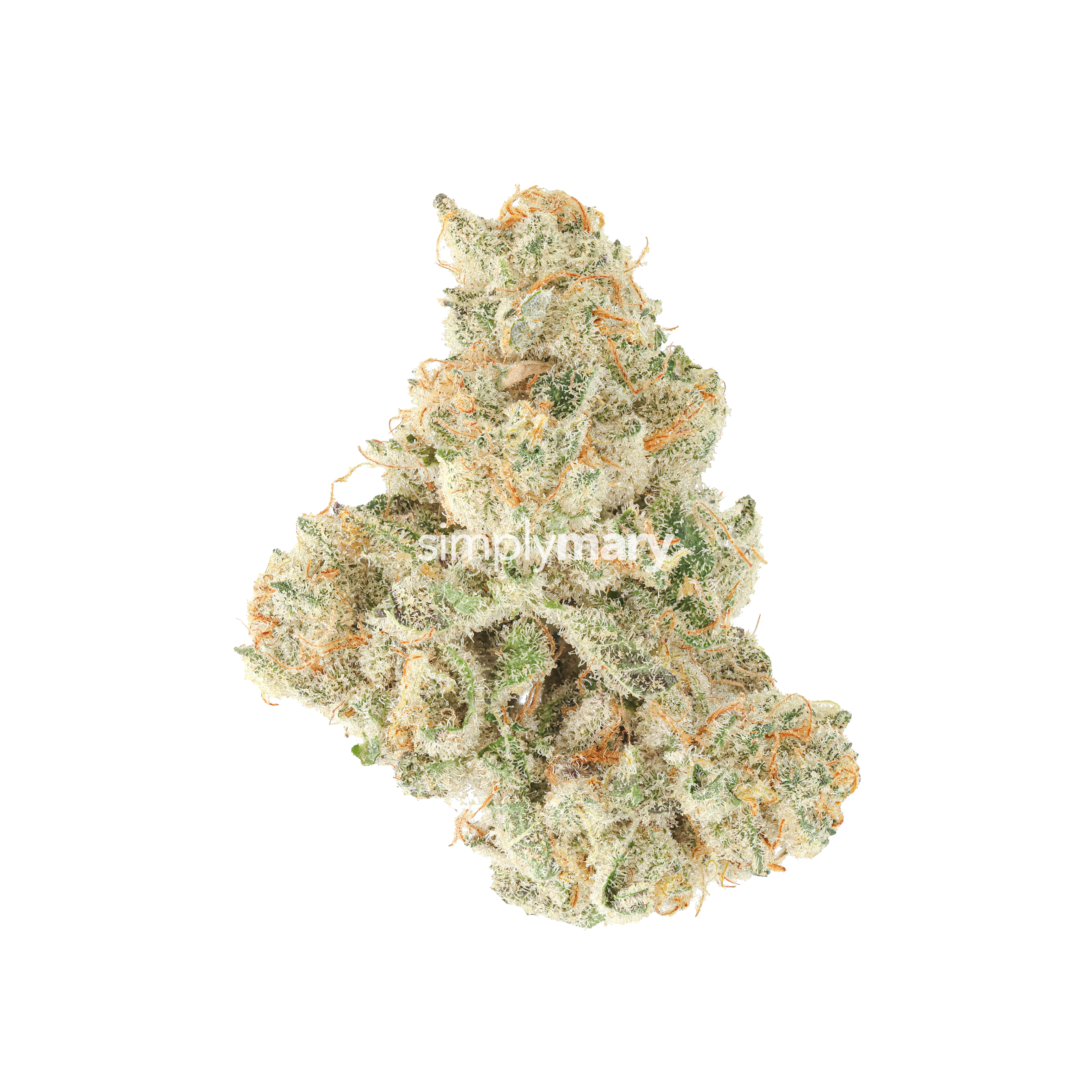 Skunk