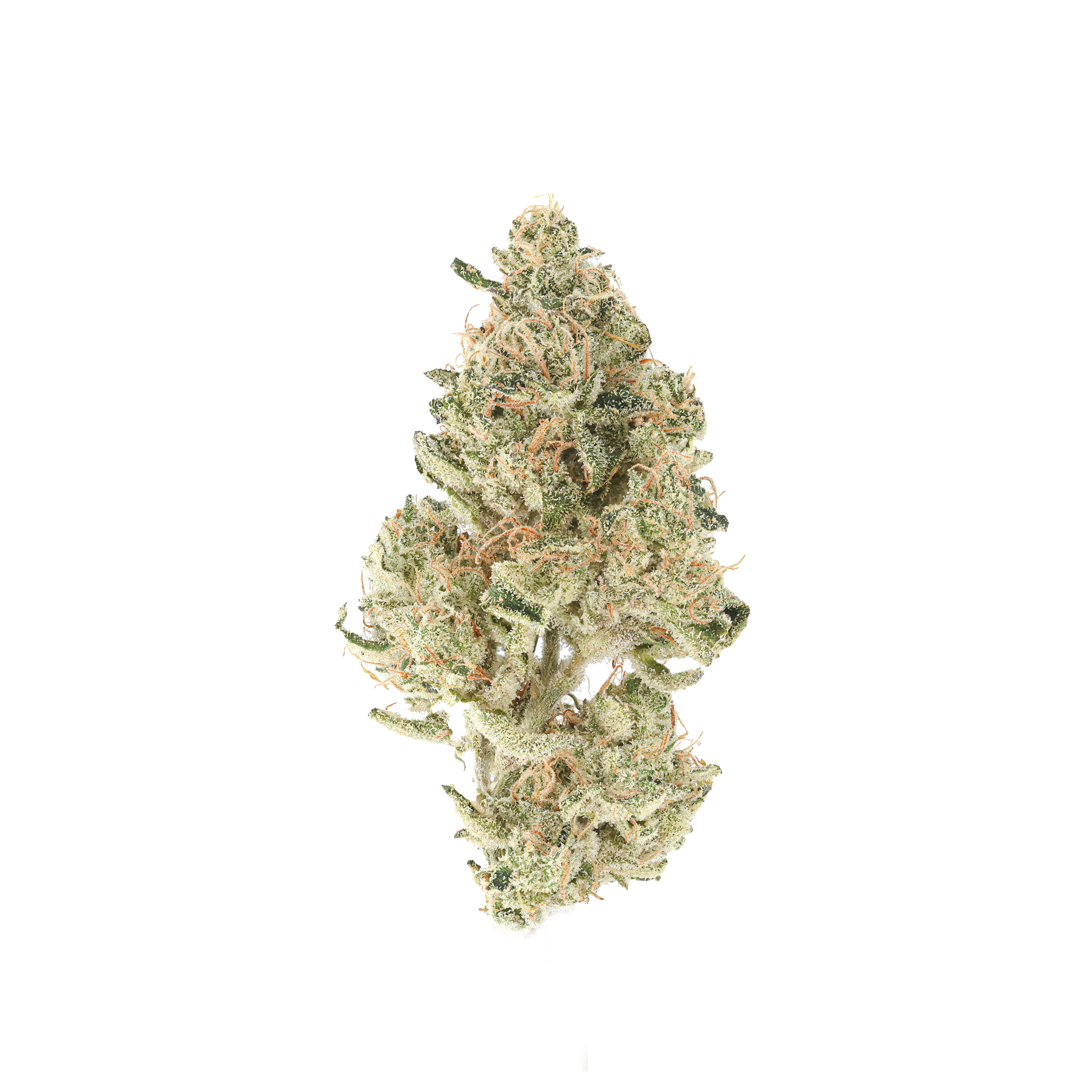 Wolf Tooth #2