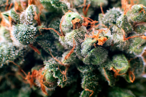 What’s the Difference Between THC and THCa and Is One Stronger Than the Other?