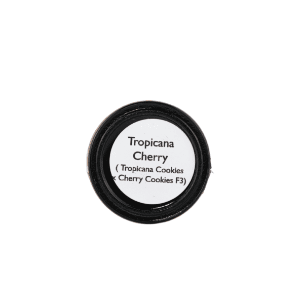 Tropicana Cherry Rosin - Image 3