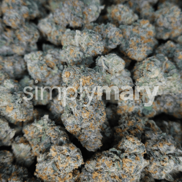Gelato 41 Mediums - Image 2