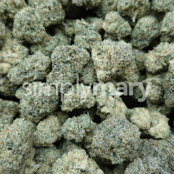 Zangria Mediums - Image 2
