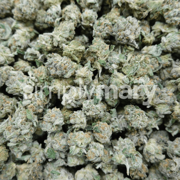 Lime Dog Smalls - Image 2