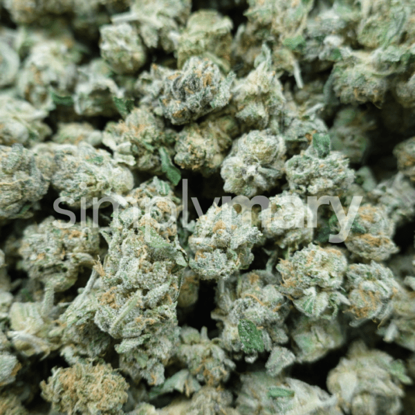 Lime Dog Smalls - Image 3
