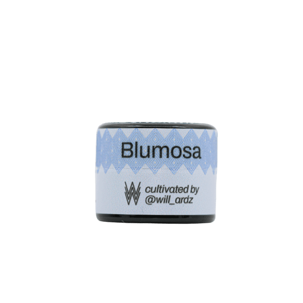 Blumosa Rosin - Image 3