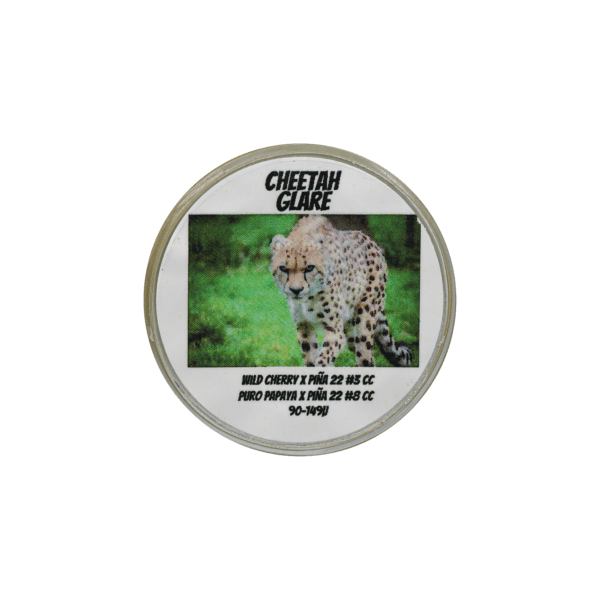 Cheetah Glare Thumbprint - Image 2