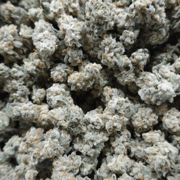 Lemon Drop Smalls - Image 3