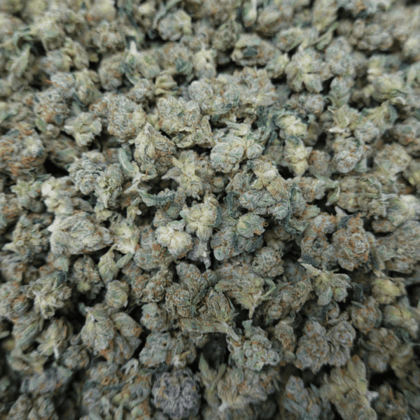 Skywalker OG Smalls - Image 2